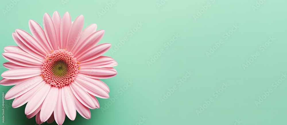 Poster a trendy soft pink daisy with a mint center is showcased in a closeup shot against a green backgroun