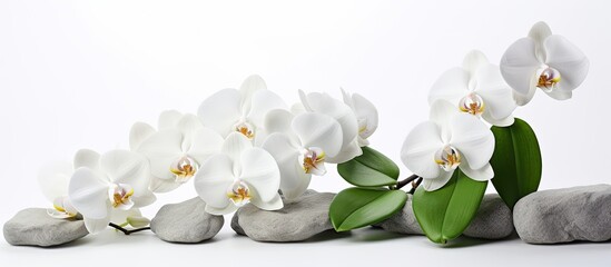 Plakat A serene composition of white orchids against a white backdrop adorned with contrasting black stones and lush green leaves providing ample copy space image