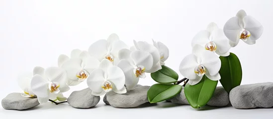 Keuken achterwand Spa A serene composition of white orchids against a white backdrop adorned with contrasting black stones and lush green leaves providing ample copy space image  © StockKing