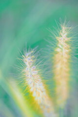 Grass flowers with natural background