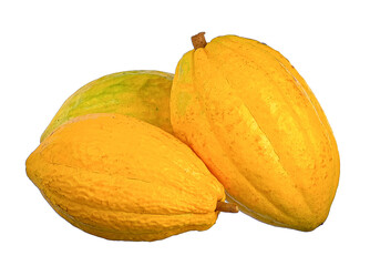 cocoa fruits isolated on white background