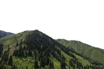 green hills, coniferous forest, transparent background