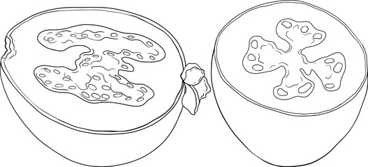 Feijoa sellowiana, pineapple guava, guavasteen line hand drawn vector illustration. Tropical fruit coloring pages.