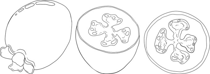 Feijoa sellowiana, pineapple guava, guavasteen line hand drawn vector illustration. Tropical fruit coloring pages.