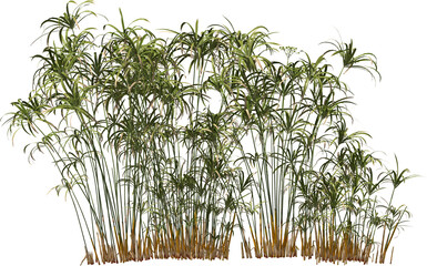  cyper grass water palm hq arch viz cutout plants