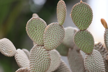 Large Bunny Ears, opuntia microdasys close up. 