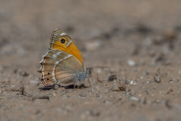 large butterfly picking up minerals from the ground, Wagner's Steppe Brown, Hyponephele wagneri