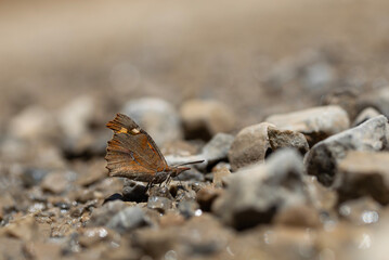 long-nosed butterfly picking up minerals on the ground, European Beak, Libythea celtis