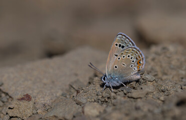 butterfly picking up minerals from the ground, Rose’s Blue, Polyommatus rosei