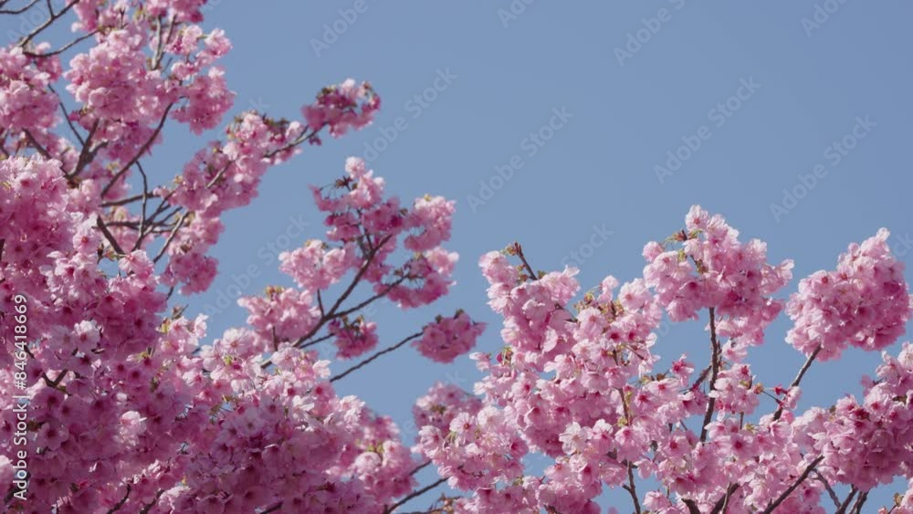 Canvas Prints 陽光桜