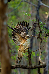 bird of prey