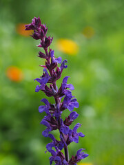 Blühender Wiesensalbei