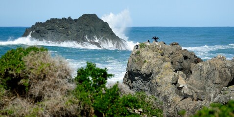 Cormorant drying its wings  on a large boulder