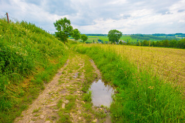 Fields and trees in a green hilly grassy landscape under a blue sky in sunlight in summer, Voeren, Limburg, Belgium, June, 2024