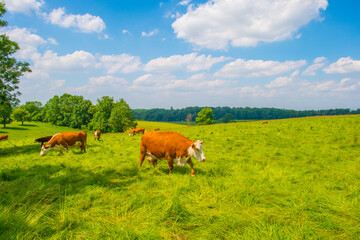 Cows in a green hilly meadow under a blue sky in sunlight in summer, Voeren, Limburg, Belgium, June, 2024