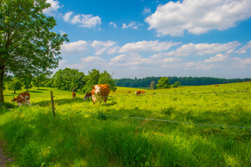 Obraz premium Cows in a green hilly meadow under a blue sky in sunlight in summer, Voeren, Limburg, Belgium, June, 2024