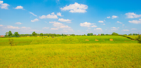 Cows in a green hilly meadow under a blue sky in sunlight in summer, Voeren, Limburg, Belgium, June, 2024