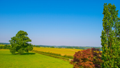 Fields and trees in a green hilly grassy landscape under a blue sky in sunlight in summer, Voeren, Limburg, Belgium, June, 2024