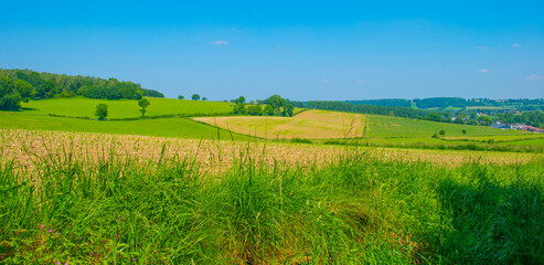Fields and trees in a green hilly grassy landscape under a blue sky in sunlight in summer, Voeren, Limburg, Belgium, June, 2024