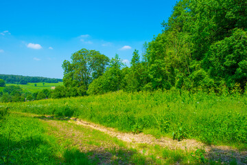Fields and trees in a green hilly grassy landscape under a blue sky in sunlight in summer, Voeren, Limburg, Belgium, June, 2024