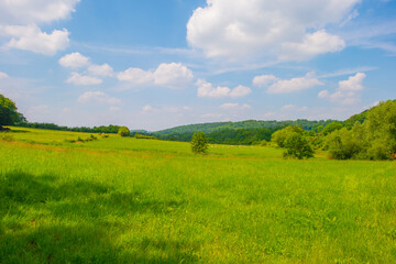 Obraz premium Fields and trees in a green hilly grassy landscape under a blue sky in sunlight in summer, Voeren, Limburg, Belgium, June, 2024