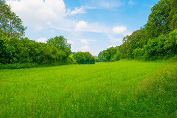 Fields and trees in a green hilly grassy landscape under a blue sky in sunlight in summer, Voeren, Limburg, Belgium, June, 2024