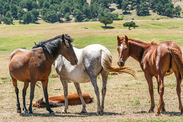 Obraz premium The scenic views of wild horses, mustangs at the Eynif Plateau, Antalya