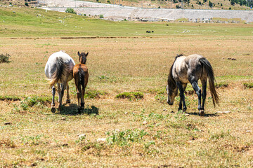 Fototapeta premium The scenic views of wild horses, mustangs at the Eynif Plateau, Antalya
