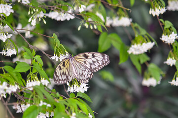 Beautiful butterfly sitting on a plant in Thailand