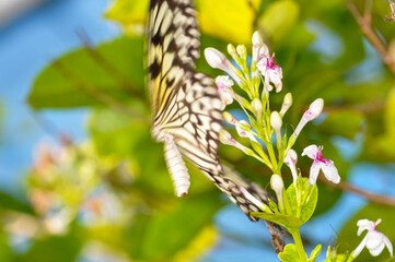 Beautiful butterfly sitting on a plant in Thailand