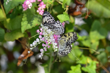Beautiful butterfly sitting on a plant in Thailand