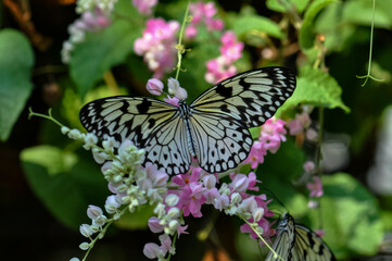 Beautiful butterfly sitting on a plant in Thailand