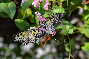 Beautiful butterfly sitting on a plant in Thailand