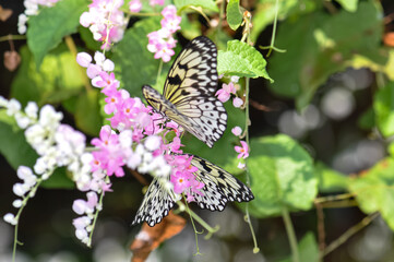 Beautiful butterfly sitting on a plant in Thailand