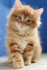 Portrait, red-haired, ginger kitten, cute domestic pet, home, blue textile background, Kurilian Bobtail breed