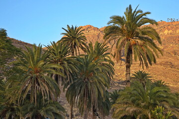 Palm trees at the road GC-200 over Mogan on Gran Canaria,Canary Islands,Spain,Europe
