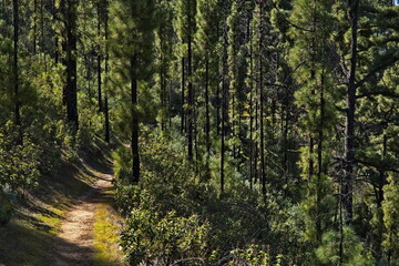 Hiking trail Degollada de las Palomas in Nature Park Tamadaba on Gran Canaria,Canary Islands,Spain,Europe
