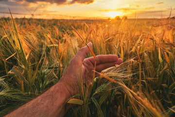Checking barley crop ears before harvest, close up of male farmer's hand in field