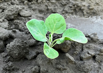 small eggplant sprout growing in the ground in a vegetable garden after watering