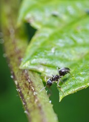 Close-up of a black garden ant on a green leaf
