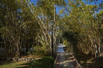 Obraz premium Public park in Arucas on Gran Canaria,Canary Islands,Spain,Europe 