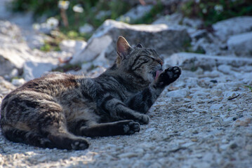 Brown Cat licking its paws, lying on a rocky road
