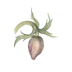 Brownie Anemone Bud with Green Leaves on a Stem. Watercolor botanical illustration for wallpaper, banner, textile, postcard or wrapping paper