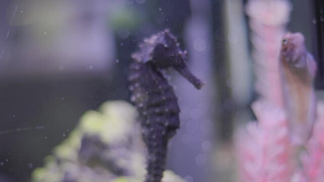 Selective focus shot of the black seahorse in an aquarium.