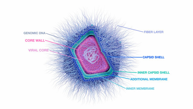 Giant virus structure, illustration