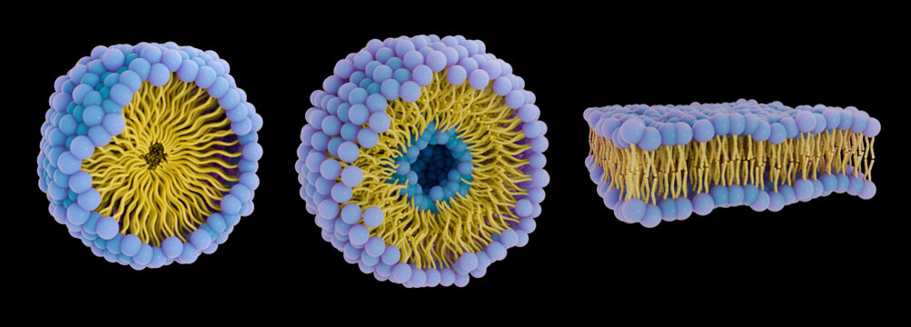 Phospholipid structures, illustration