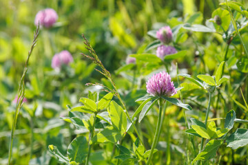 Pink clover flower close-up. Trifolium pratense. Dark pink flowers bloom. Close-up of wild red clover, Trifolium pratense, a perennial plant common in Europe