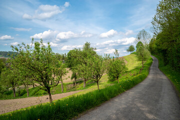 Empty road under clear sky above the trees
