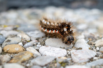 Caterpillar-like creature moving among rocks on the ground