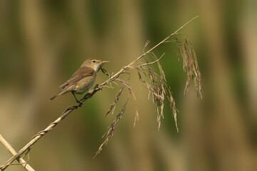 Reed warbler perches on the top of a thin reed